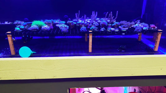 Frag Rack Legs - Noble Reefs